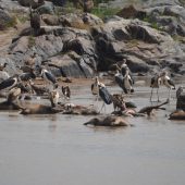  The Serengeti, TZ